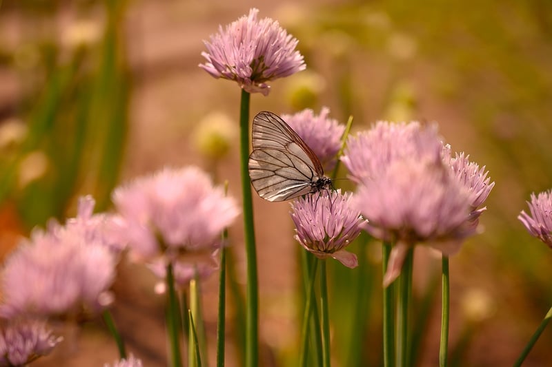 Butterfly Effect Chronicles